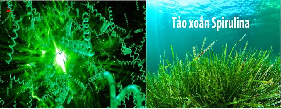 Viên uống tảo xoắn Spirulina Nhật 1