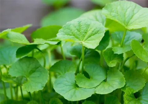 Trị sẹo thâm bằng rau má thật đơn giản