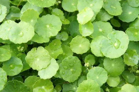 6 tác dụng và tác hại của rau má