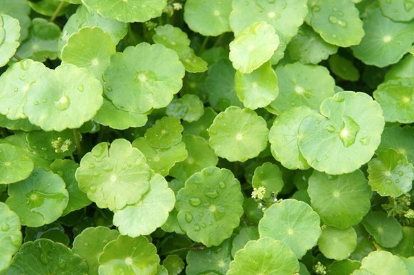 6 tác dụng và tác hại của rau má